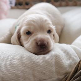 Green collar - Cream male Dachshund puppy in Mc Donough, Georgia from Hot Diggity Doxies