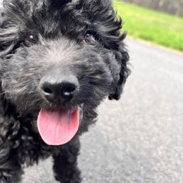 Goldendoodle Puppies from Christi's Goldendoodles
