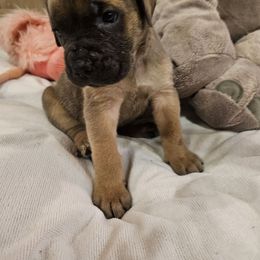 Denver - Gray male Cane Corso puppy in Roachdale, Indiana from Cast Iron Kennels