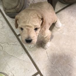 Poodle Puppies from Jm’s Precious Poodles