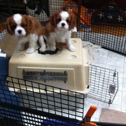 Cavalier King Charles Spaniel Puppies from Karlee Gray Stone Cavaliers
