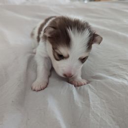 Pomsky Puppies from Tony Hwang