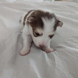 Pomsky Puppies from Tony Hwang