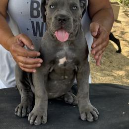 Girl 5 - Gray female Cane Corso puppy in Granbury, Texas from Revolutions Kennel