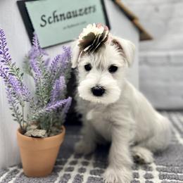 Miniature Schnauzer Puppies from Schnauzers on Robinson Lane