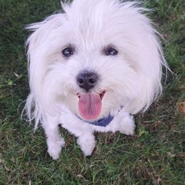 Loki - Maltese