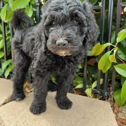 Stanley - Labradoodle puppy in Atascadero, California from Classic Poodles and Doodles