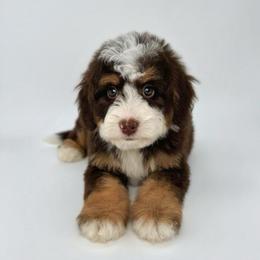 Bingo - Tri-color female Bernedoodle puppy in Alpharetta, Georgia from Doodles of Buckhead