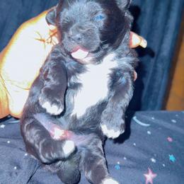 Nova - Black and white female Shihpoo puppy in Sumter, South Carolina from DWS KENNEL SERVICES