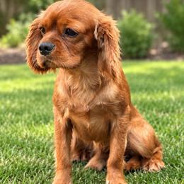 Gaston - Cavalier King Charles Spaniel
