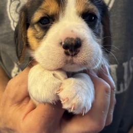 Pink - Black red and white female Beagle puppy in Rockwell, North Carolina from Knockhill Beagles