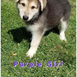 "DOB 6/16/22 Girl **AVAILABLE**" Shiloh Shepherd Puppies from Hill Country Shilohs