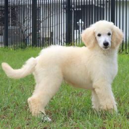 Sunny AKC Champion Bloodlines DNA Tested Parents - White male Poodle puppy in Haines City, Florida from Divine Poodle Paradise Standard Poodles & Divine Dachshunds