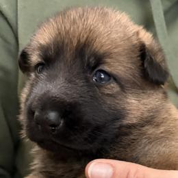 Girl 6 - Sable female German Shepherd puppy in Grantsville, Utah from Vom Haus Denfors K9 - Working German Shepherds