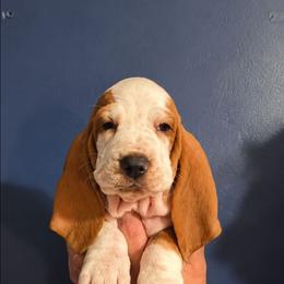 Dolly - Red and white female Basset Hound puppy in Bellaire, Ohio from Blessed Bassets