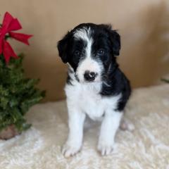 Yosemite - White and black male Bordoodle puppy in Valley Center, California from Circle R Valley Bordoodls