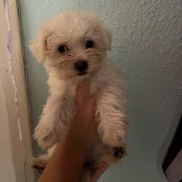 Girl 2 - White female Morkie puppy in Madelia, Minnesota from Prairie Farms