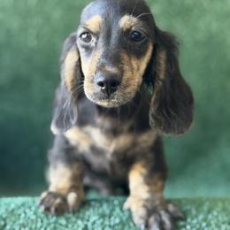 Boone - Brindle male Dachshund puppy in Pflugerville, Texas from Dream A Dream Dachshunds