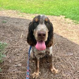 Roux - Tri-Roan female English Springer Spaniel puppy in Wilmer, Alabama from South Delta Springers