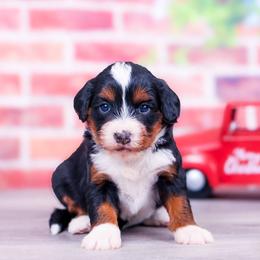 Briar - Tri-color female Bernedoodle puppy in Arthur, Illinois from Central Illinois Bernedoodles