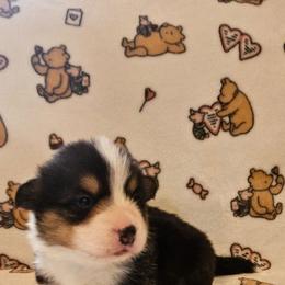 Little foot - Black and tan male Pembroke Welsh Corgi puppy in Lilburn, Georgia from Wildflowercorgis