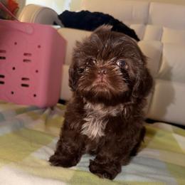 Choco puff - Liver male Shih Tzu puppy in Azusa, California from RJ Shih Tzu lover