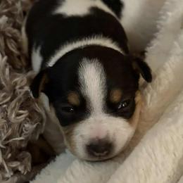 Max - Black and white male Teddy Roosevelt Terrier puppy in Twin Falls, Idaho from Margo Lauritsen