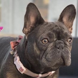 Bulldogs and French Bulldogs from Legacy of Lottos Bulldogs