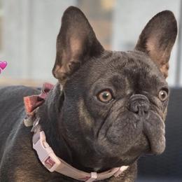 Bulldogs and French Bulldogs from Legacy of Lottos Bulldogs