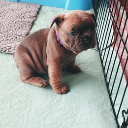 French Bulldog Puppies from Windy Ridge French Bulldogs