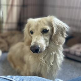 Greta - Dachshund