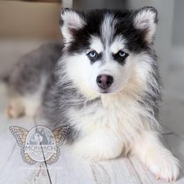 Monarch Bullet - Black and white male Pomsky puppy in Greeley, Colorado from Monarch Pomskies | Northern Colorado