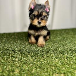 Pink Collar - Black and tan Yorkshire Terrier puppy in San Jose, California from Precious Yorkies