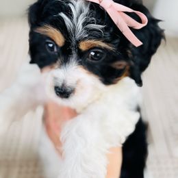 Cavapoo puppies from Hilltop Doodles KY LLC