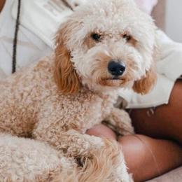 Mia - Goldendoodle