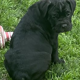 Cane Corso from Kandyz Kennel
