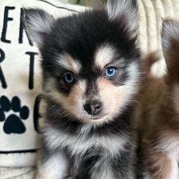 Smoki - Black and white female Pomsky puppy in Valparaiso, Indiana from Valparaiso Pomskys
