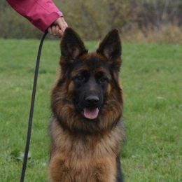 Nory - German Shepherd