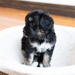 Girl 4 - Black tri-color Aussiedoodle puppy in Garland, Kansas from Forester Farms