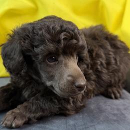 Yellow Collar - Brown female Poodle puppy in Kingston, Oklahoma from Tribal Poodles