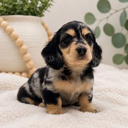 Girl 1 - Dapple female Dachshund puppy in Oakley, California from Delta Dachshunds