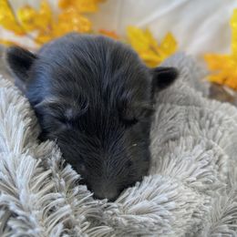 German Shepherd Puppies from Faithful Heart German Shepherds