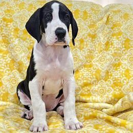 2 Tilly - Mantle female Great Dane puppy in Castle Rock, Washington from Uber Alles Great Danes