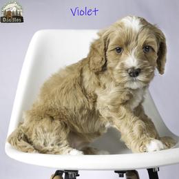 Violet - Apricot female Australian Labradoodle puppy in Cashmere, Washington from Mountain Home Doodles