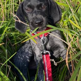 German Shorthaired Pointers from Johannes Family Pointers
