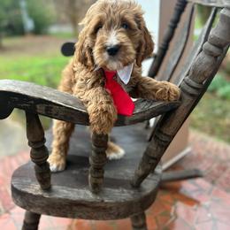 Kevin - Red  male Goldendoodle puppy in Mint Hill, North Carolina from DoodleForever