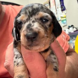 Dapple female - Dapple female Dachshund puppy in Rome, Georgia from Jade’s Dachshunds