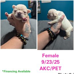 Girl 2 - White female French Bulldog puppy in Forney, Texas from Dallas Lonestar Bullies