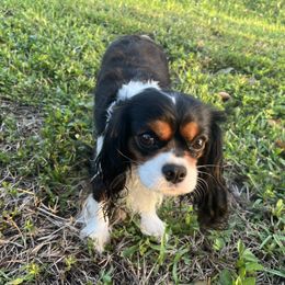 Ellie Belle - Cavalier King Charles Spaniel