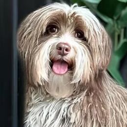 Libby - Australian Labradoodle